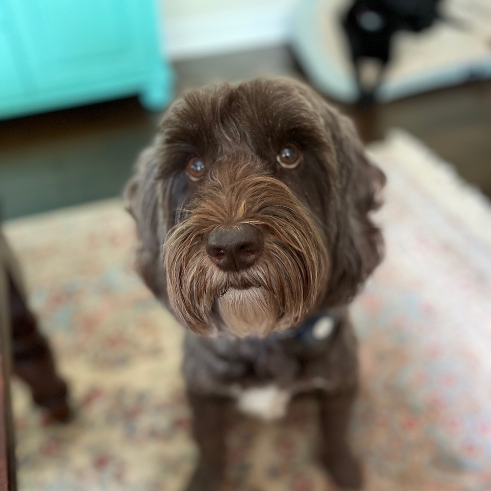 Meet your Posher, Heidi